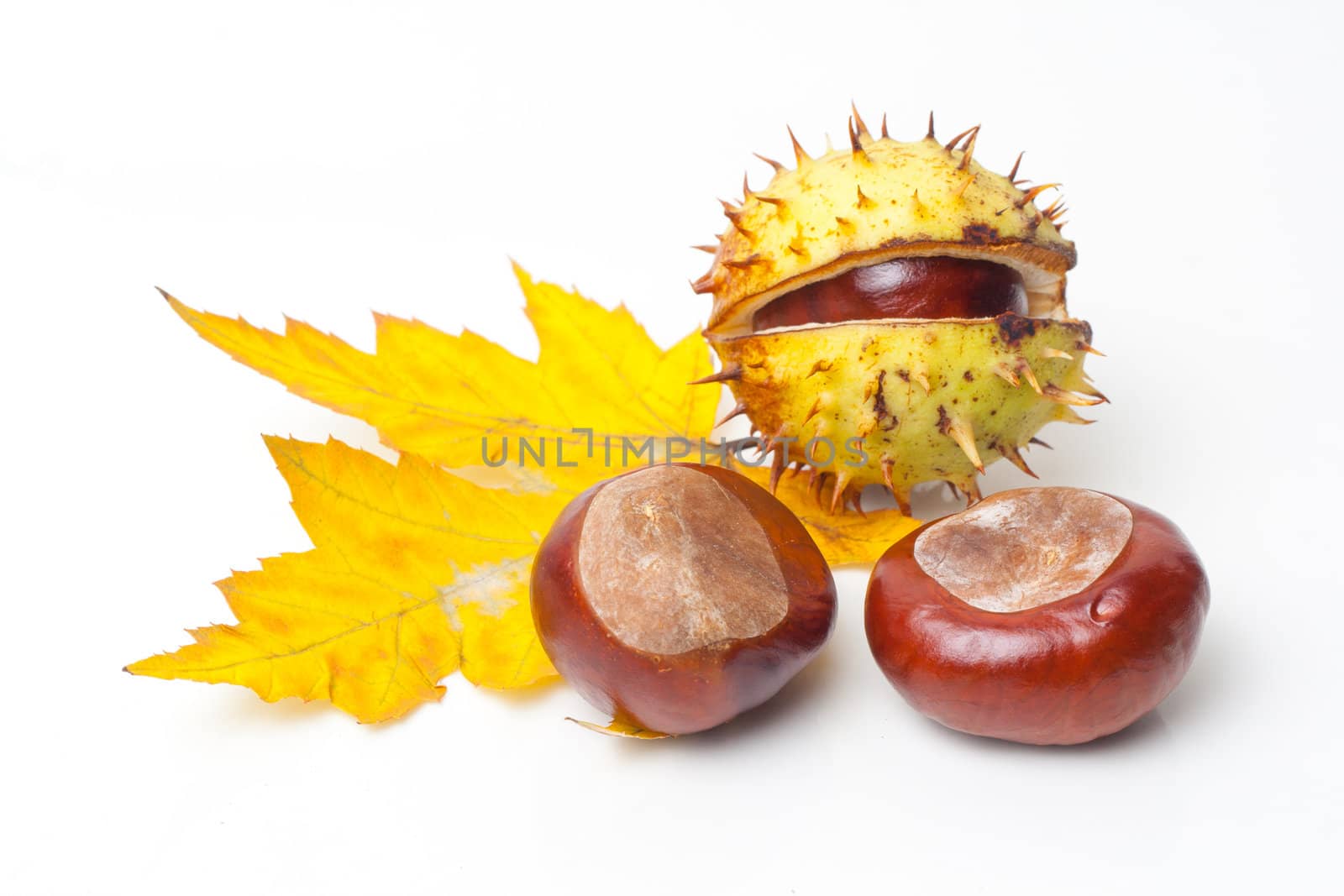 Chestnut with colorful leafs on white background