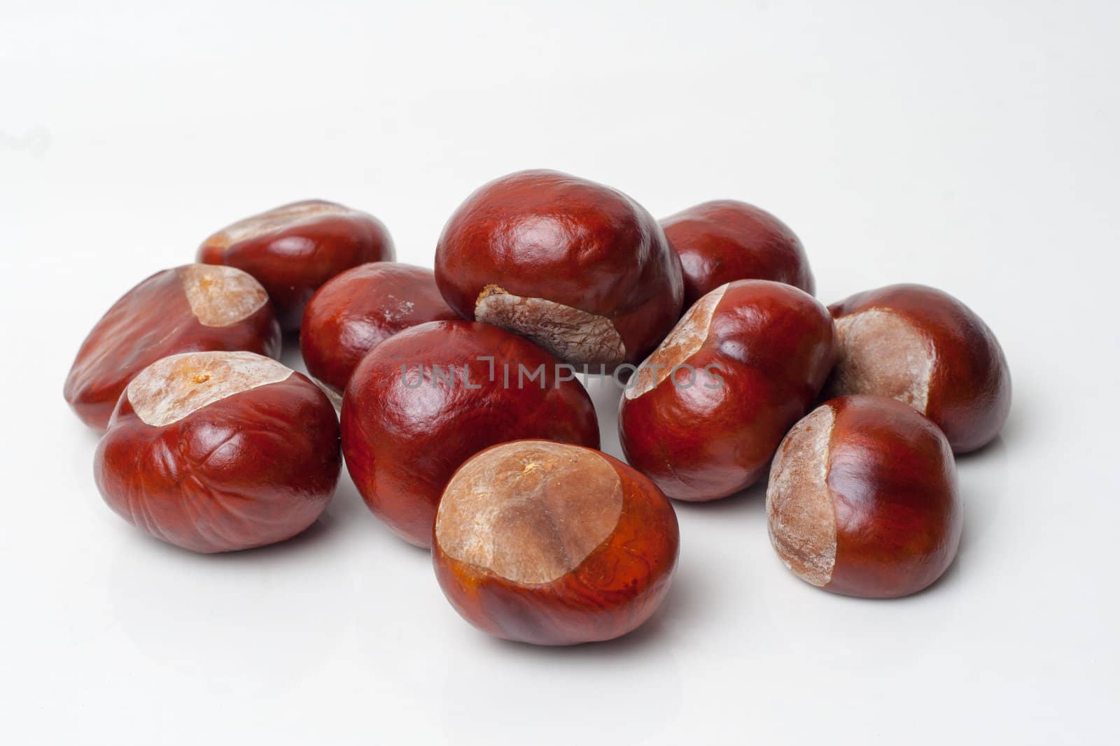 isolated Chestnut on white background