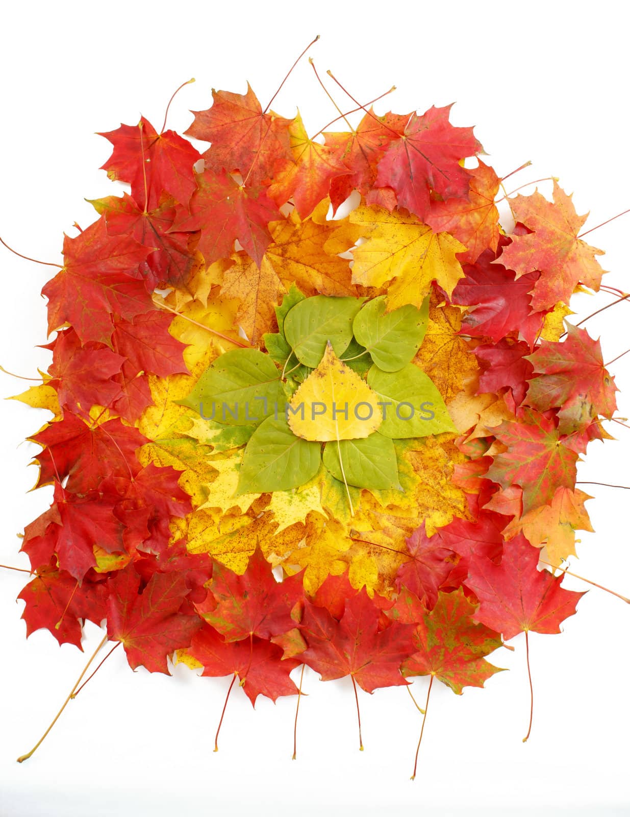Color composition from autumn leaves for background or backdrop