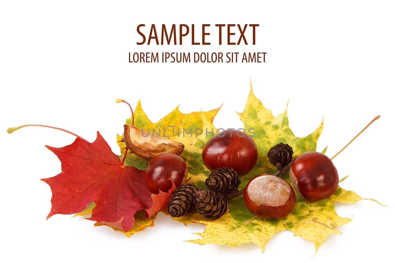 colorful autumn leaves, chestnuts and cones on white background