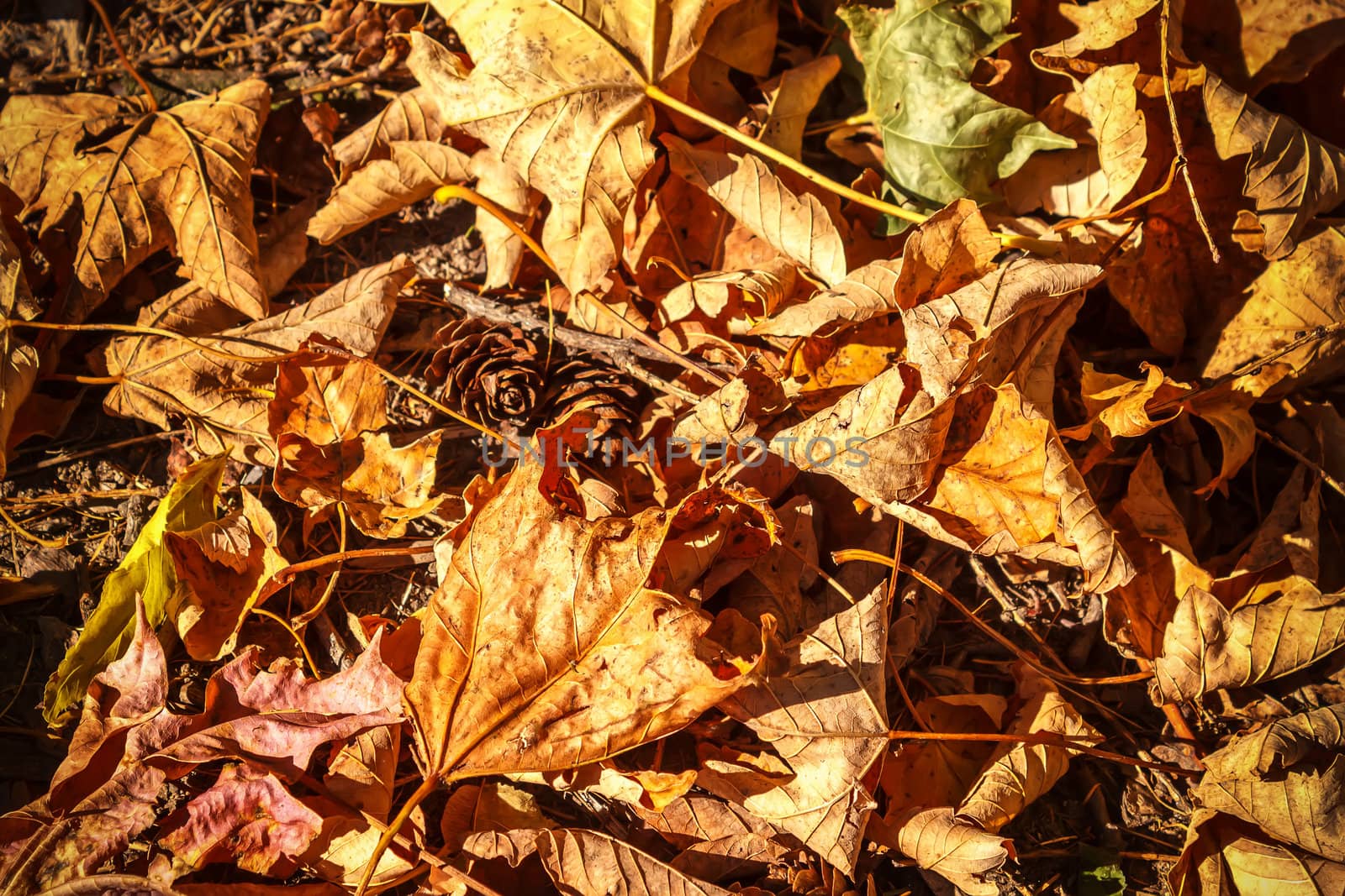 dry autumn leaves on ground for background or backdrop