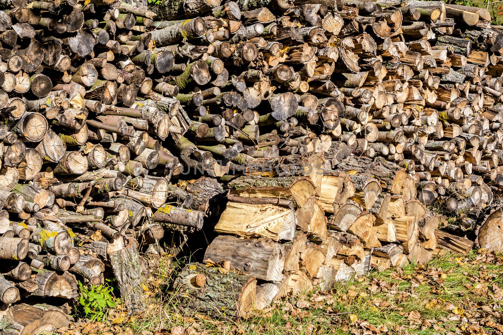 wood in pile outdoor standing in grass at autumn