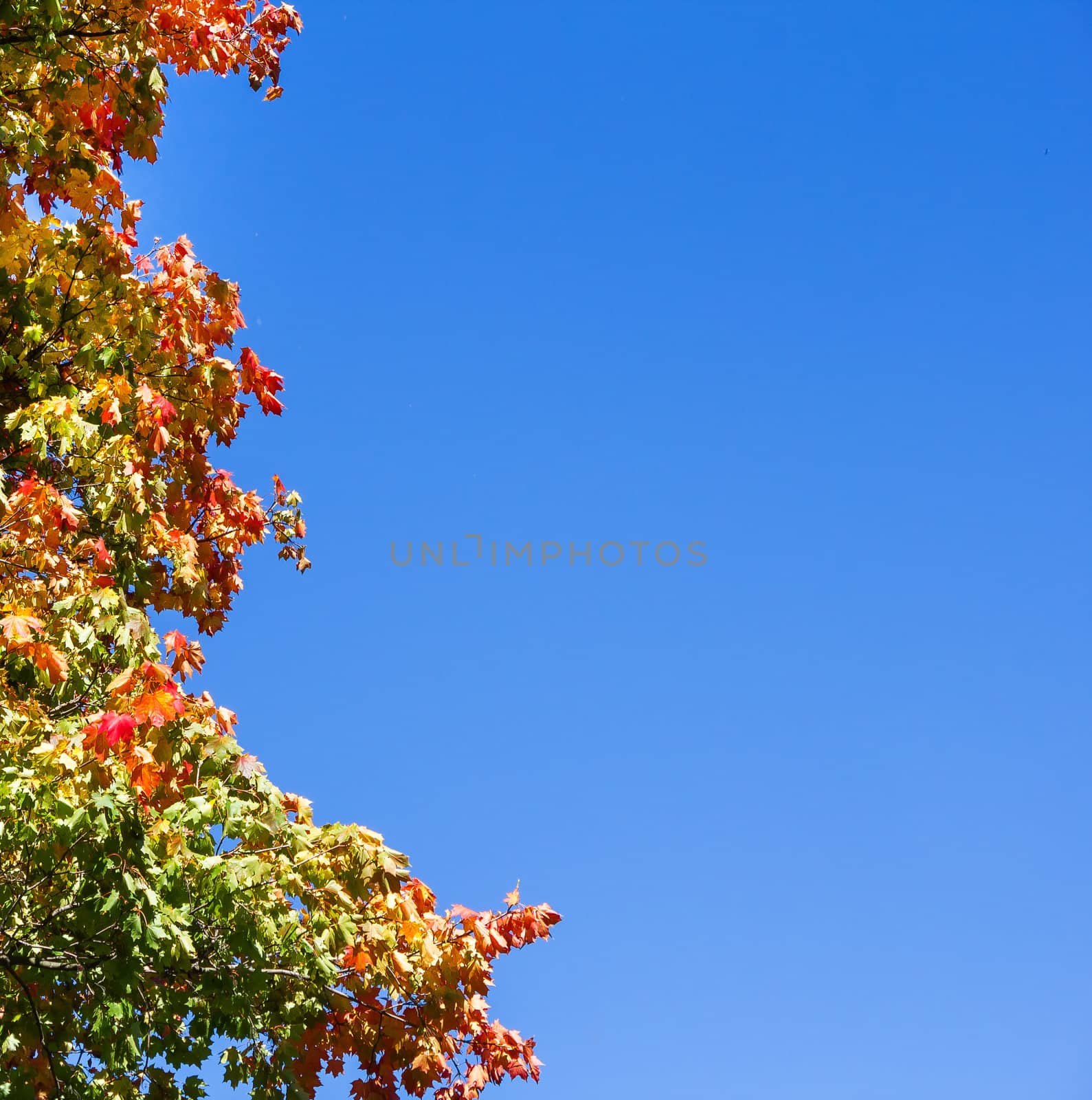 detail of colorful autumn trees in park against blue sky