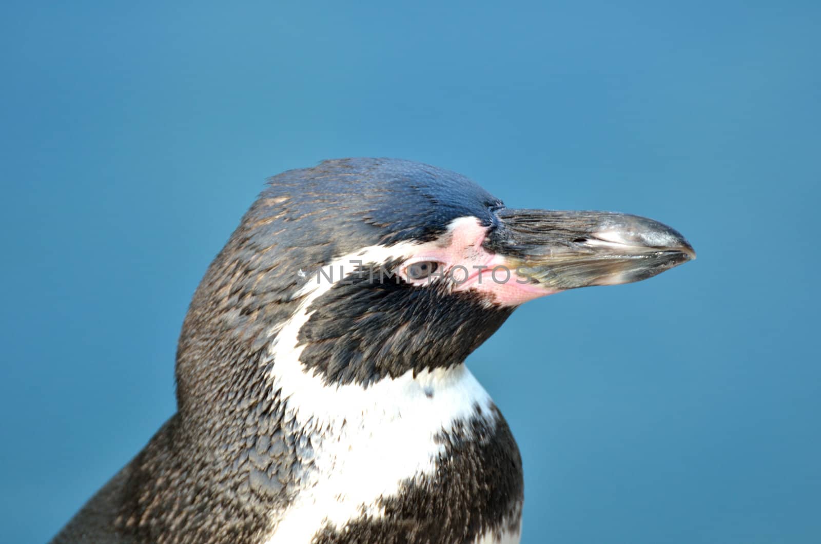 Head of penguin with blue background