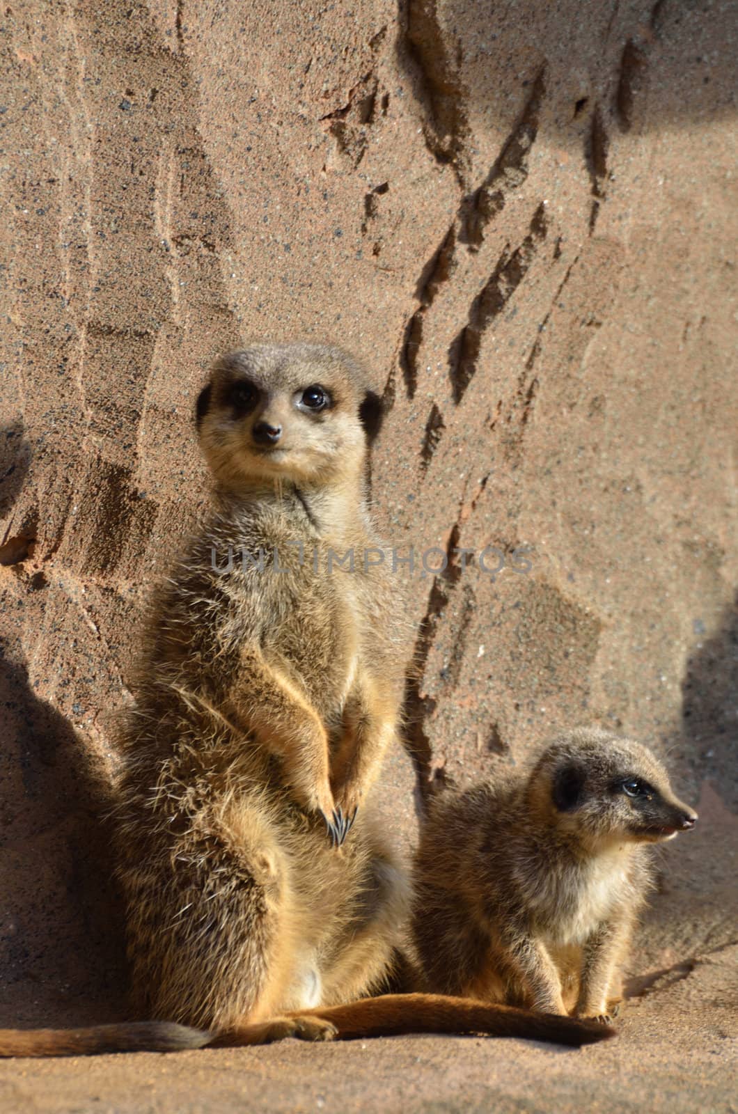 Mother and young meerkat