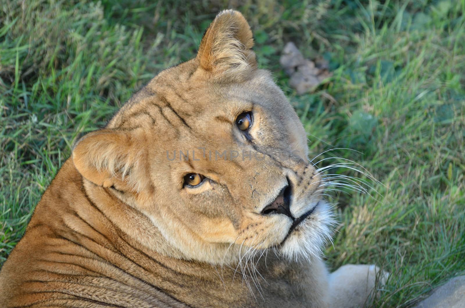 Lioness facing camera