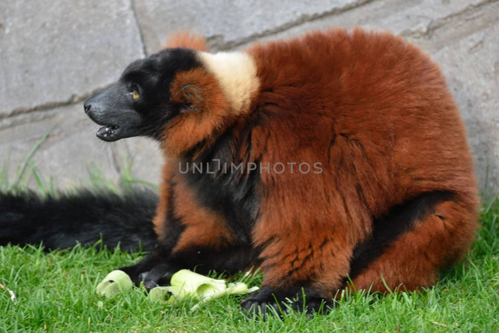 red lemur sitting