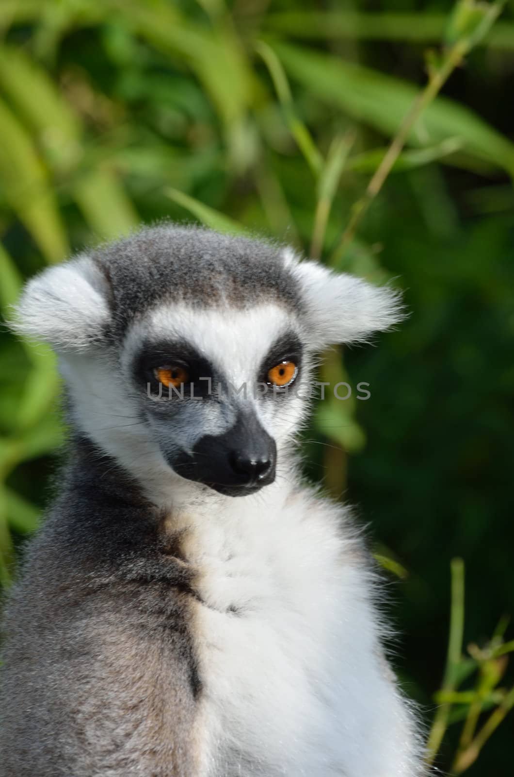 close up on lemur by pauws99