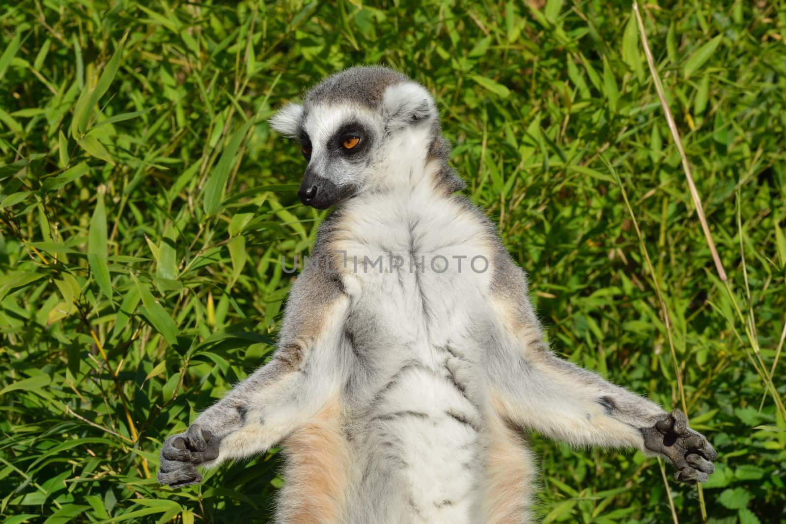 lemur sunbathing by pauws99
