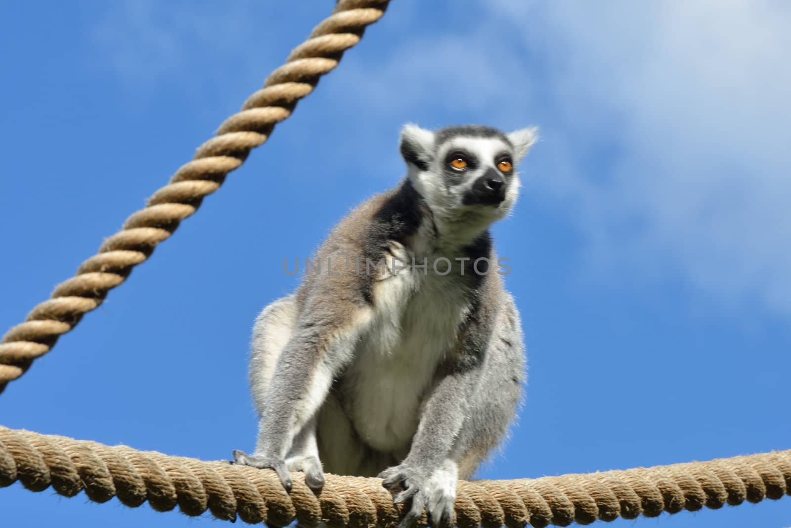 lemur perched on rope