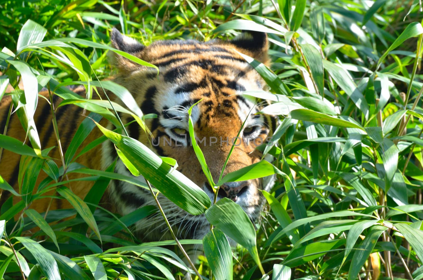 Tiger in  grass stalking with head