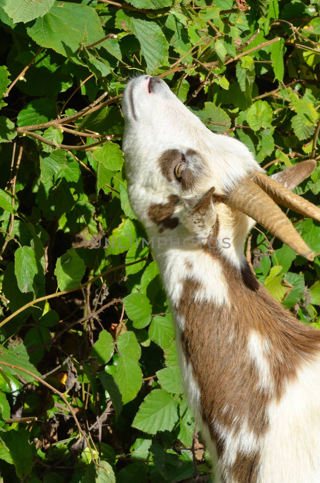 Goat feeding on leaves