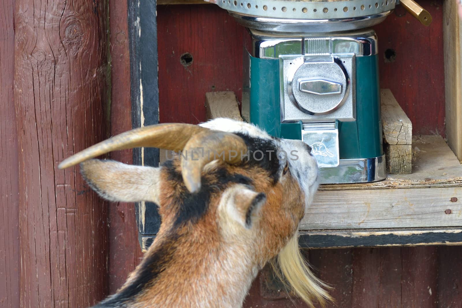 Goat helping itself to food