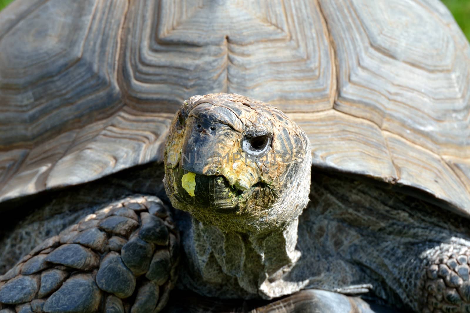 Tortoise head in close up