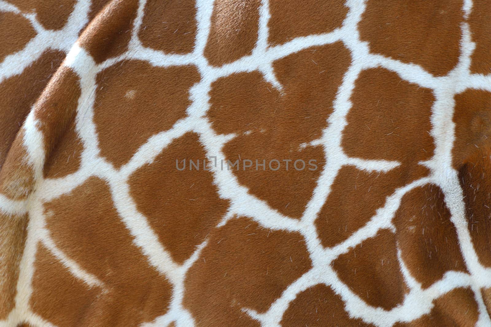 Giraffe fur detail