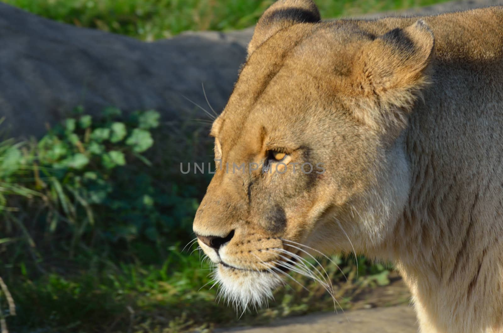 Head of Lioness by pauws99