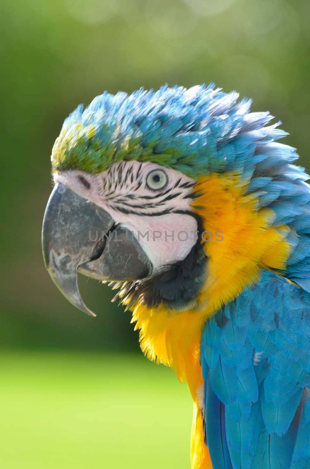 Parrot head portrait by pauws99