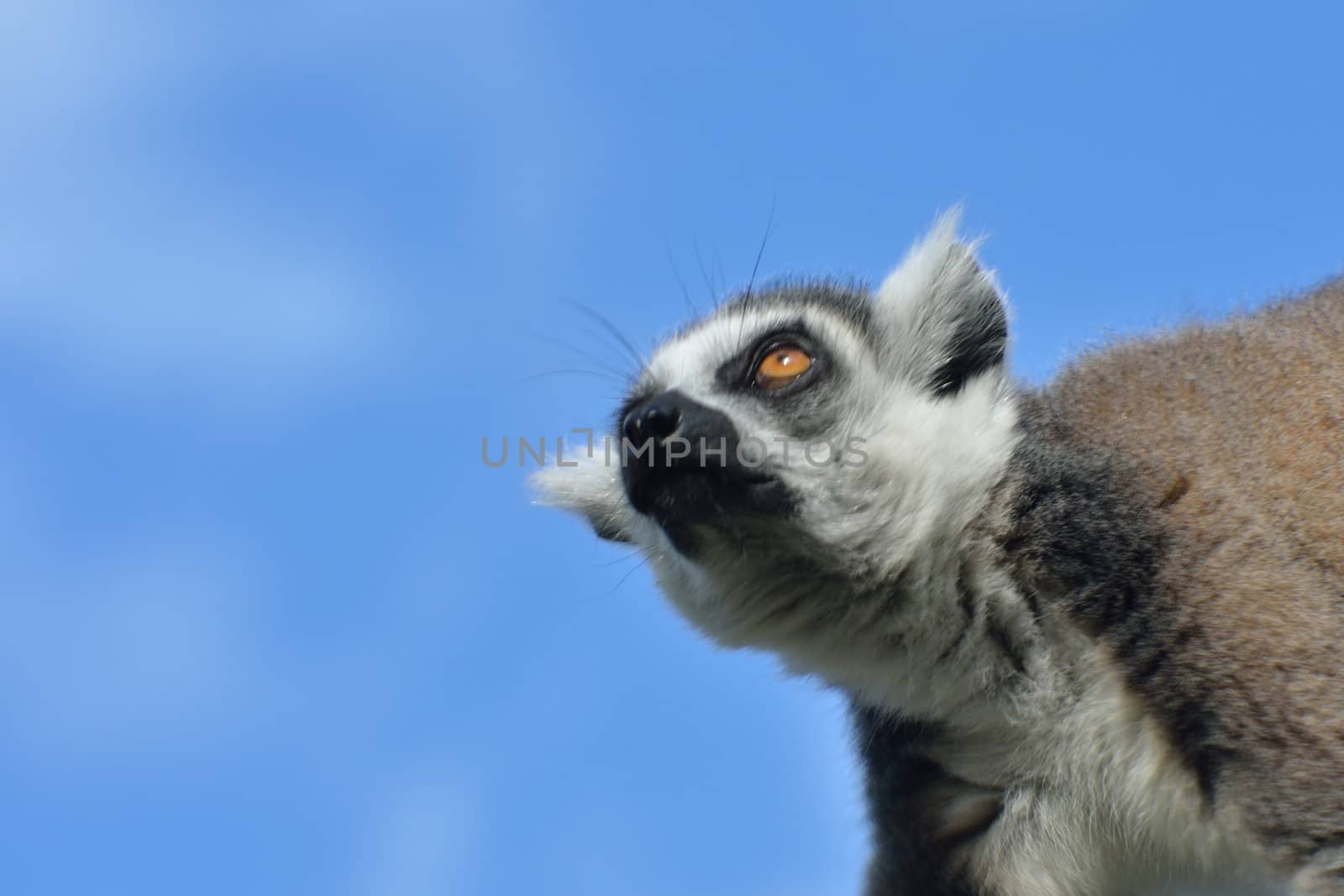 Lemur looking up by pauws99