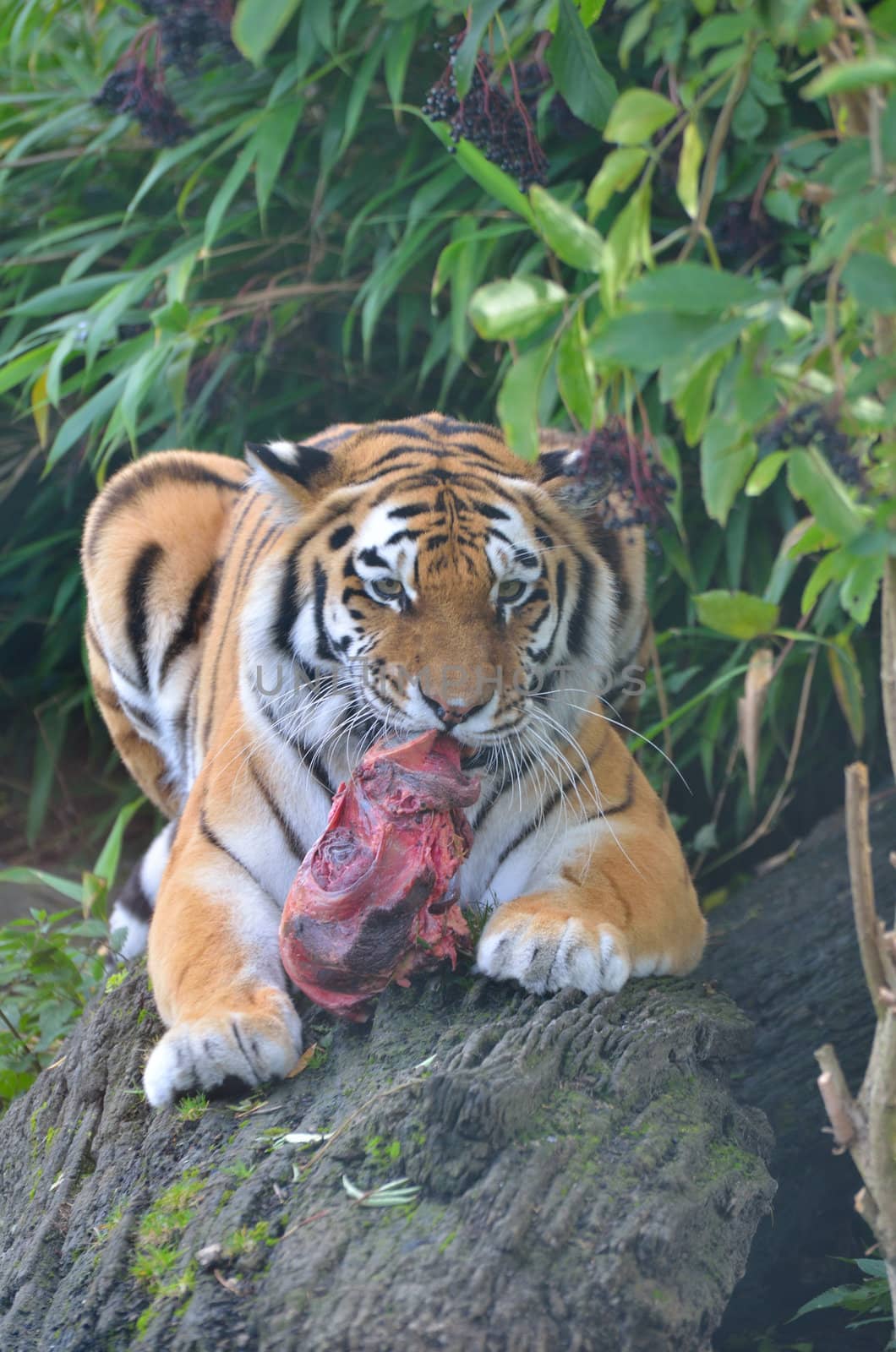 tiger feeding by pauws99