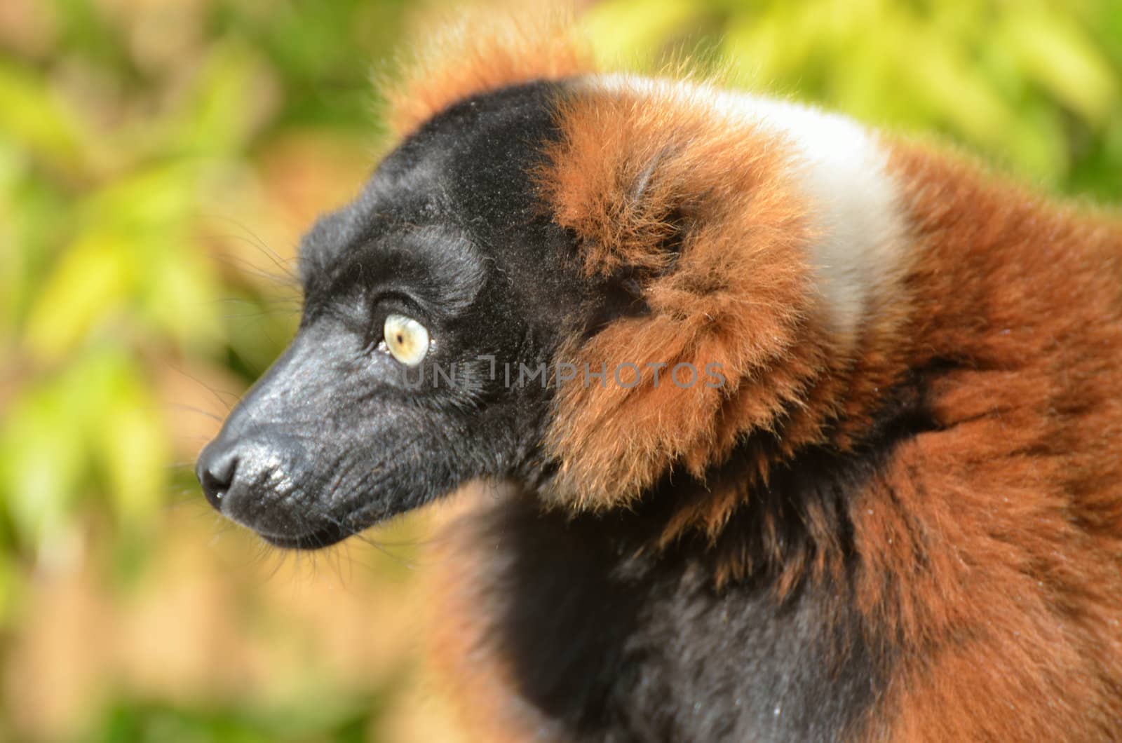 Head of red Lemur