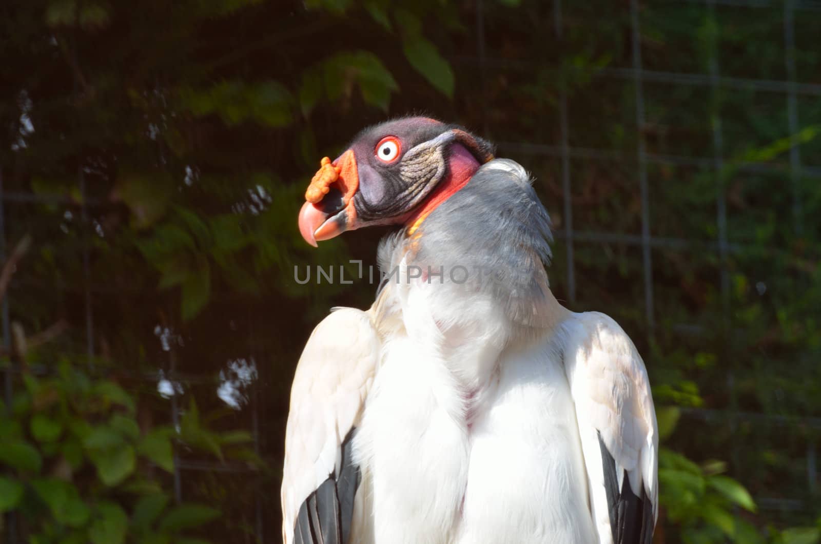 strange looking bird