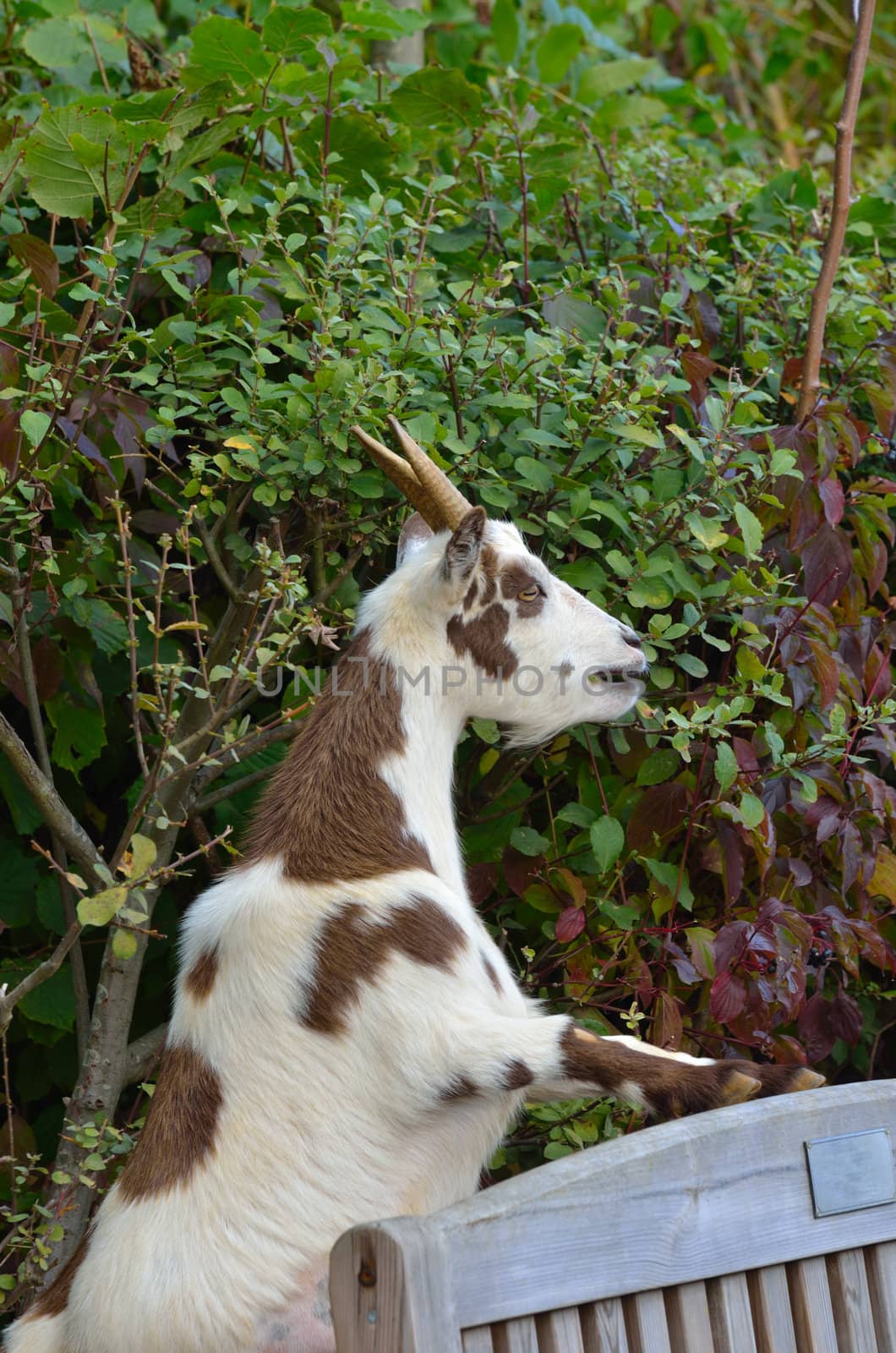 Goat standing on Bench to Feed