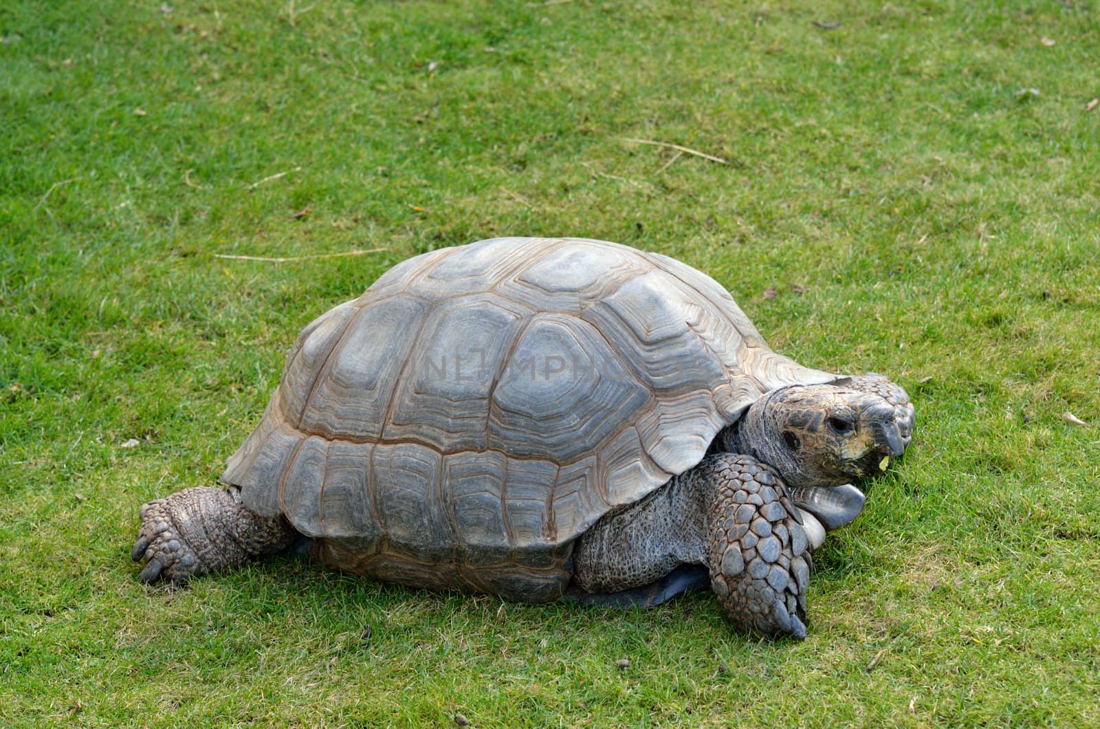 Tortoise by pauws99