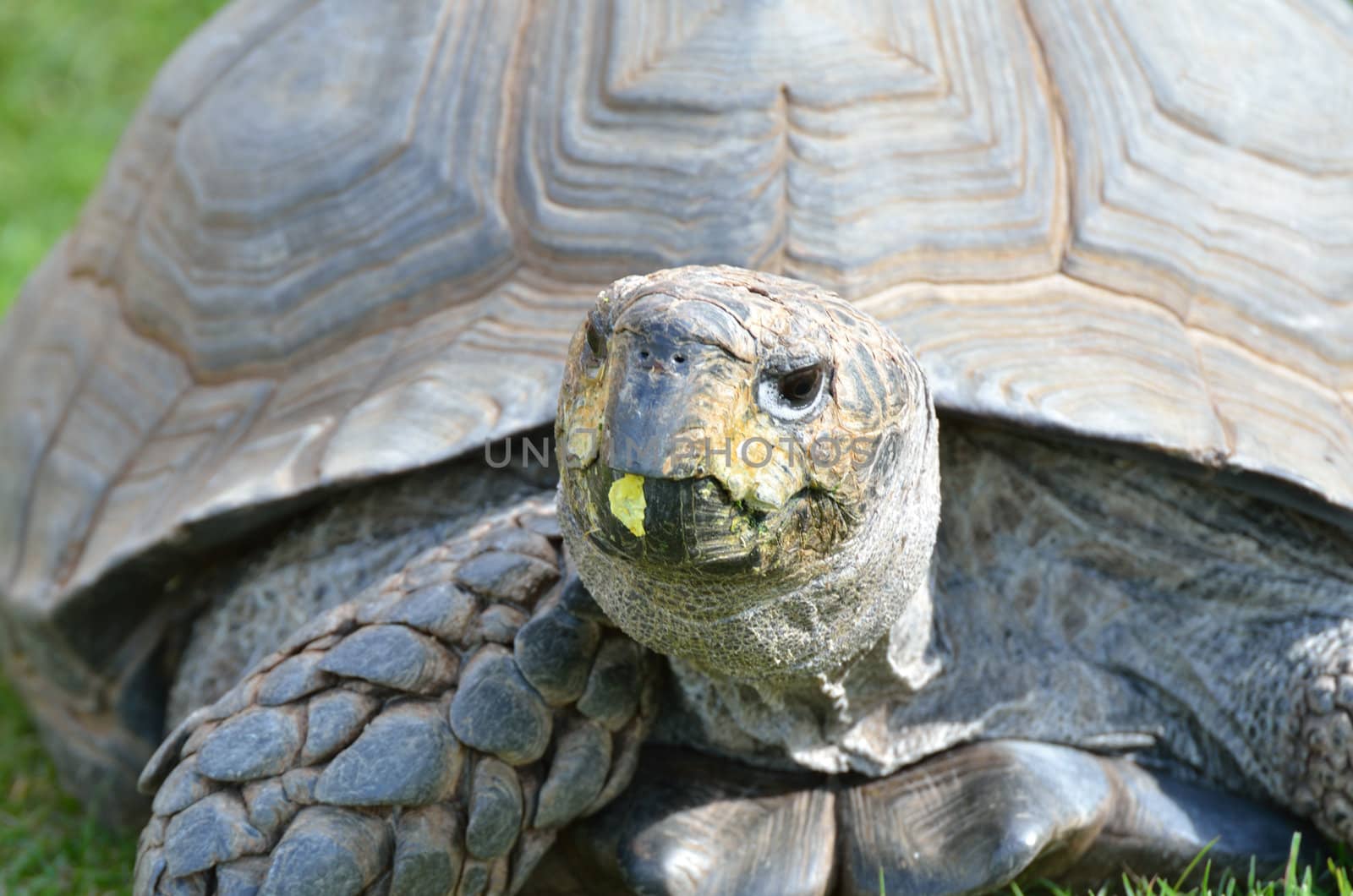 Tortoise Head in close up