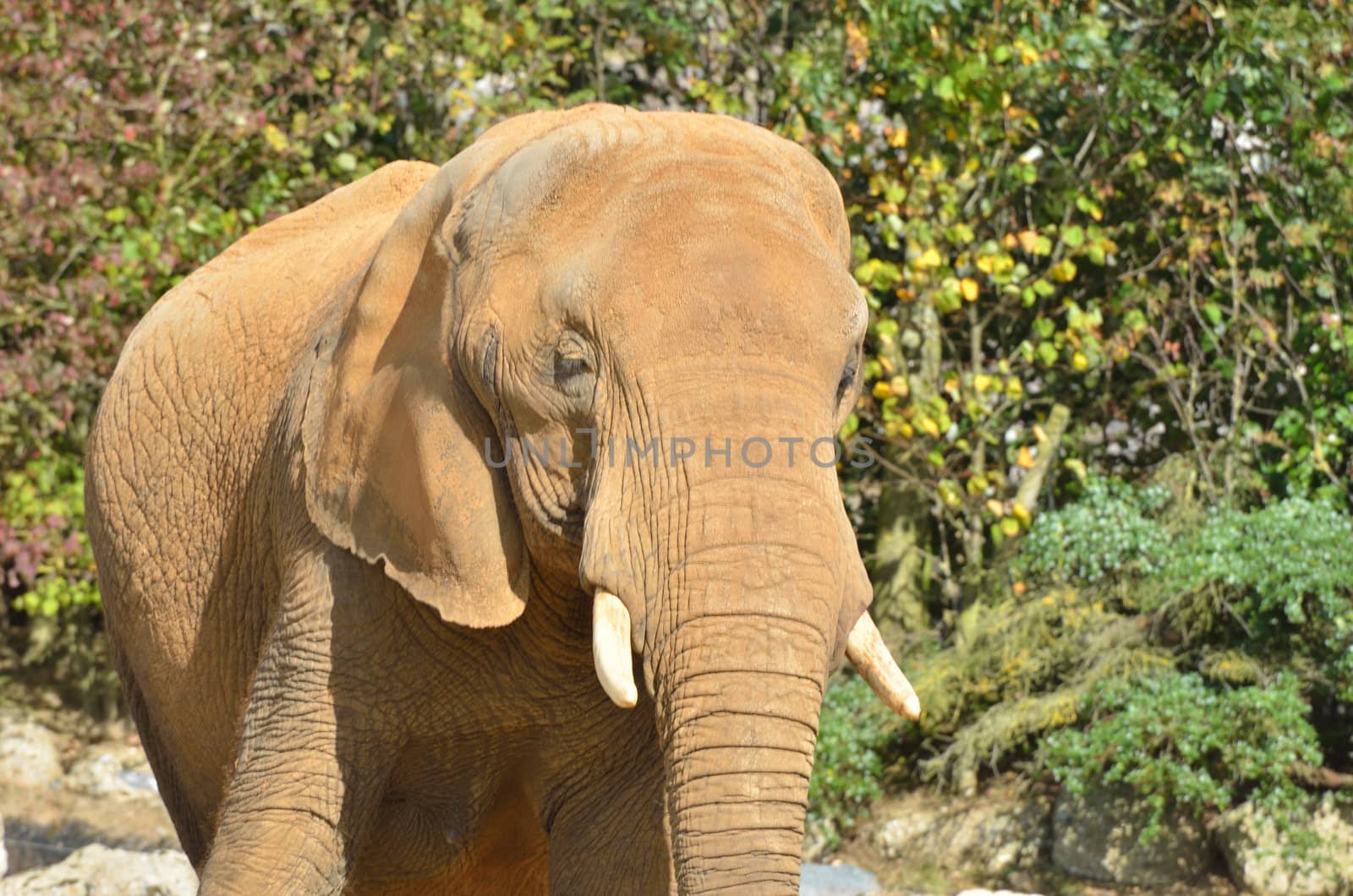 Head of elephant