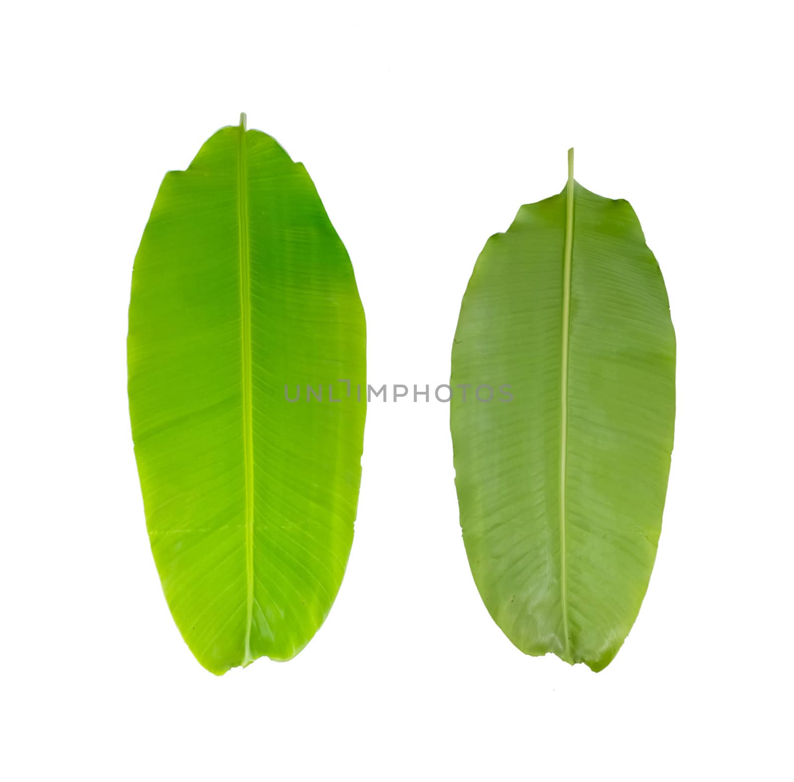 Green fresh banana leaf isolated  on  white background