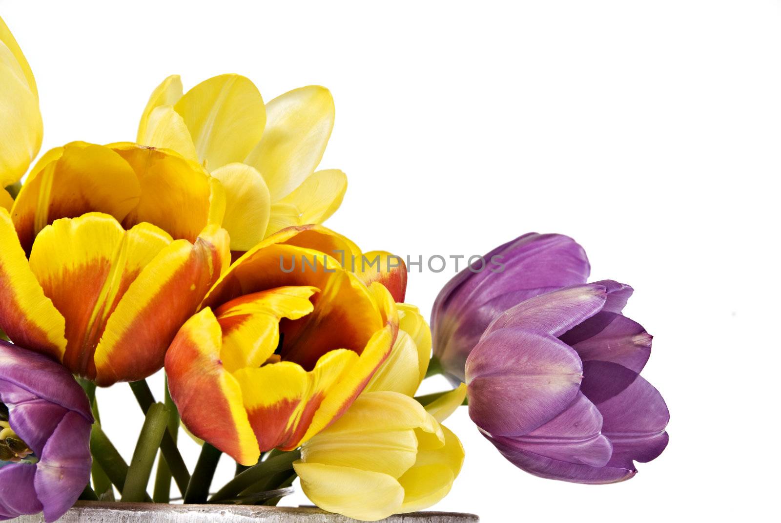 Tulips in various colors by tish1