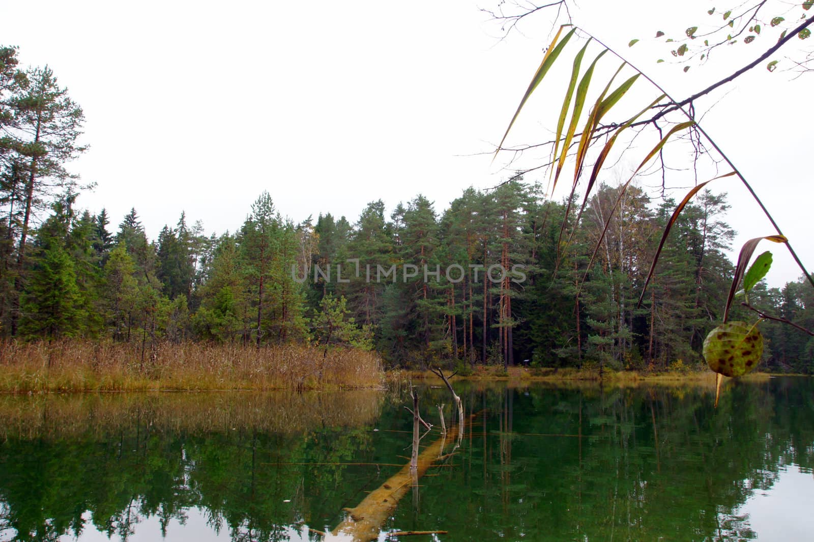 Tree under water on a background of green plants