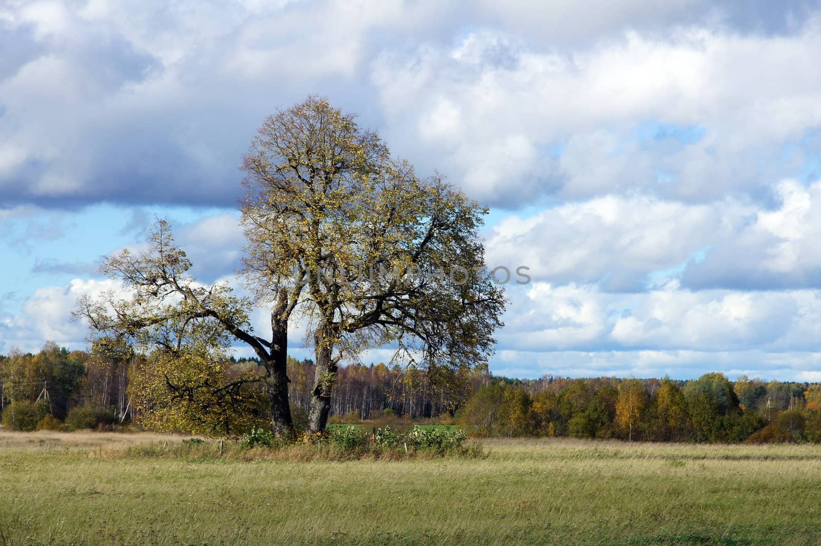 Tree and the sky by andrei_kolyvanov