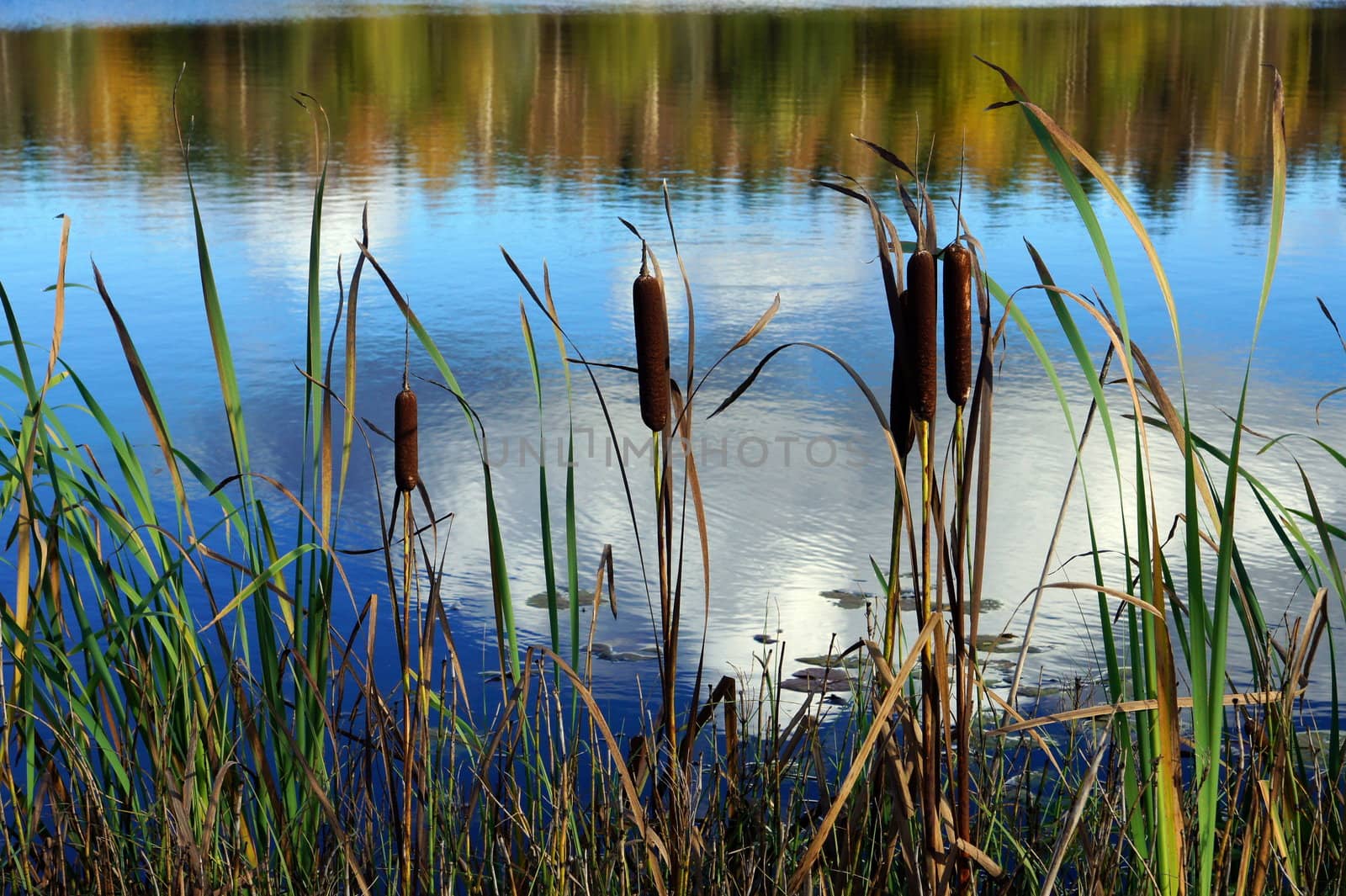 Cane and lake  by andrei_kolyvanov