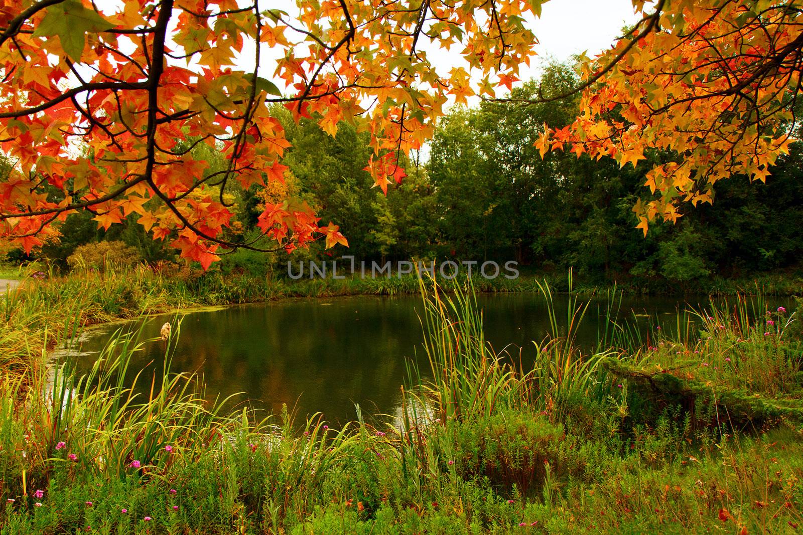 Green grasses, leaves turning orange and the feeling of fall