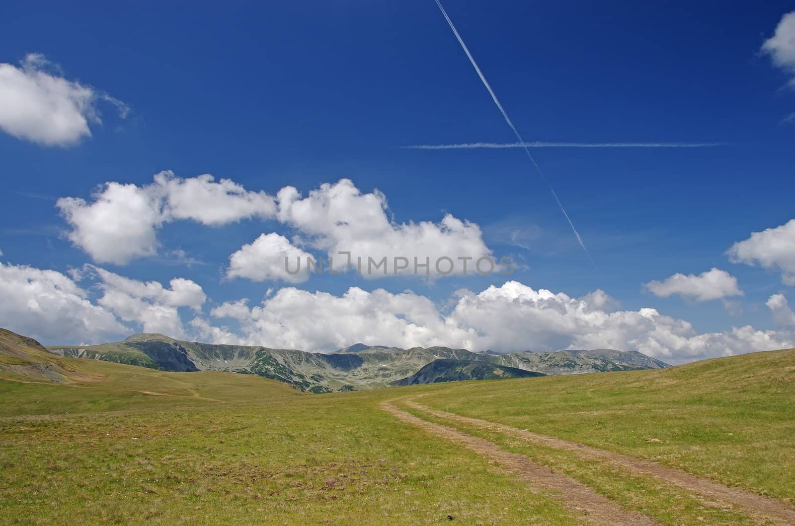 Summer meadow in Parang mountains, Romanian Carpathians