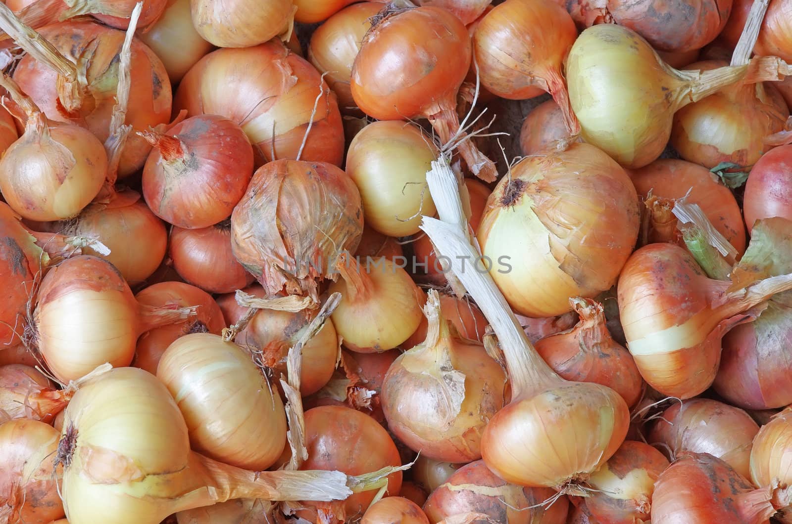 Fresh raw onion after harvest, close up image