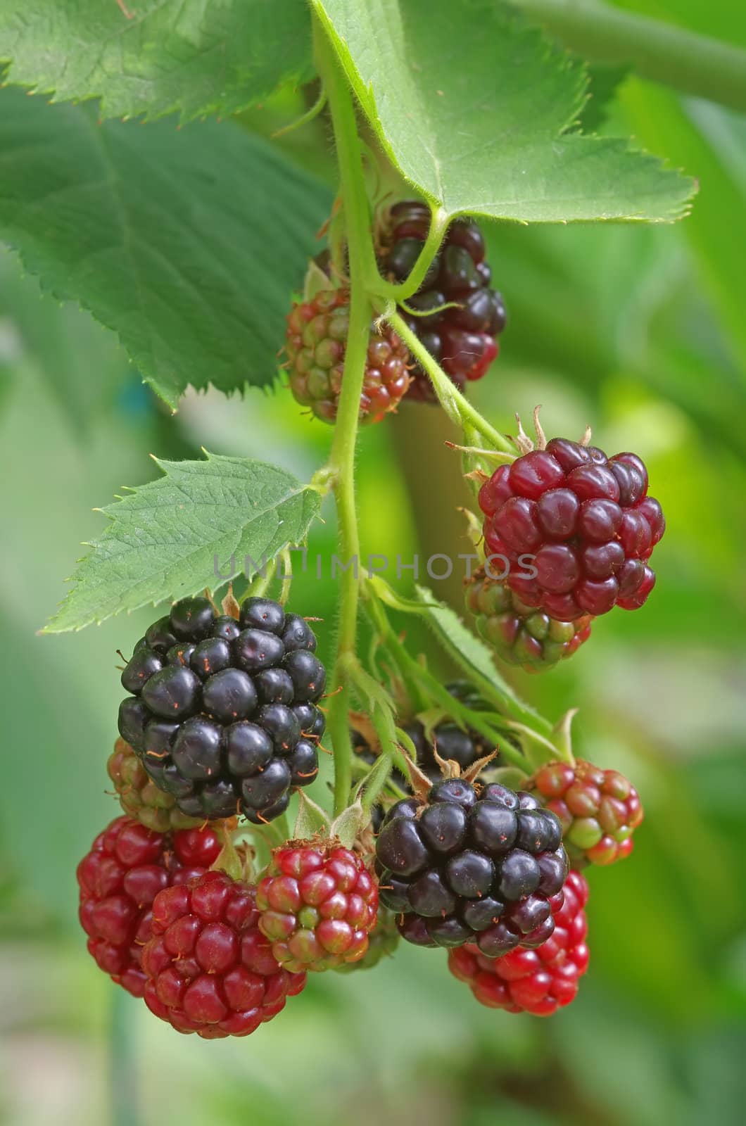 A cluster of blackberry with red and black ones