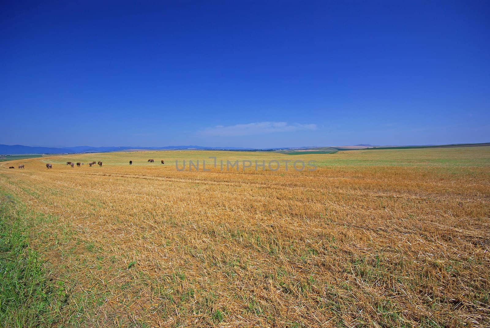 Image taken after harvesting on a wheat field