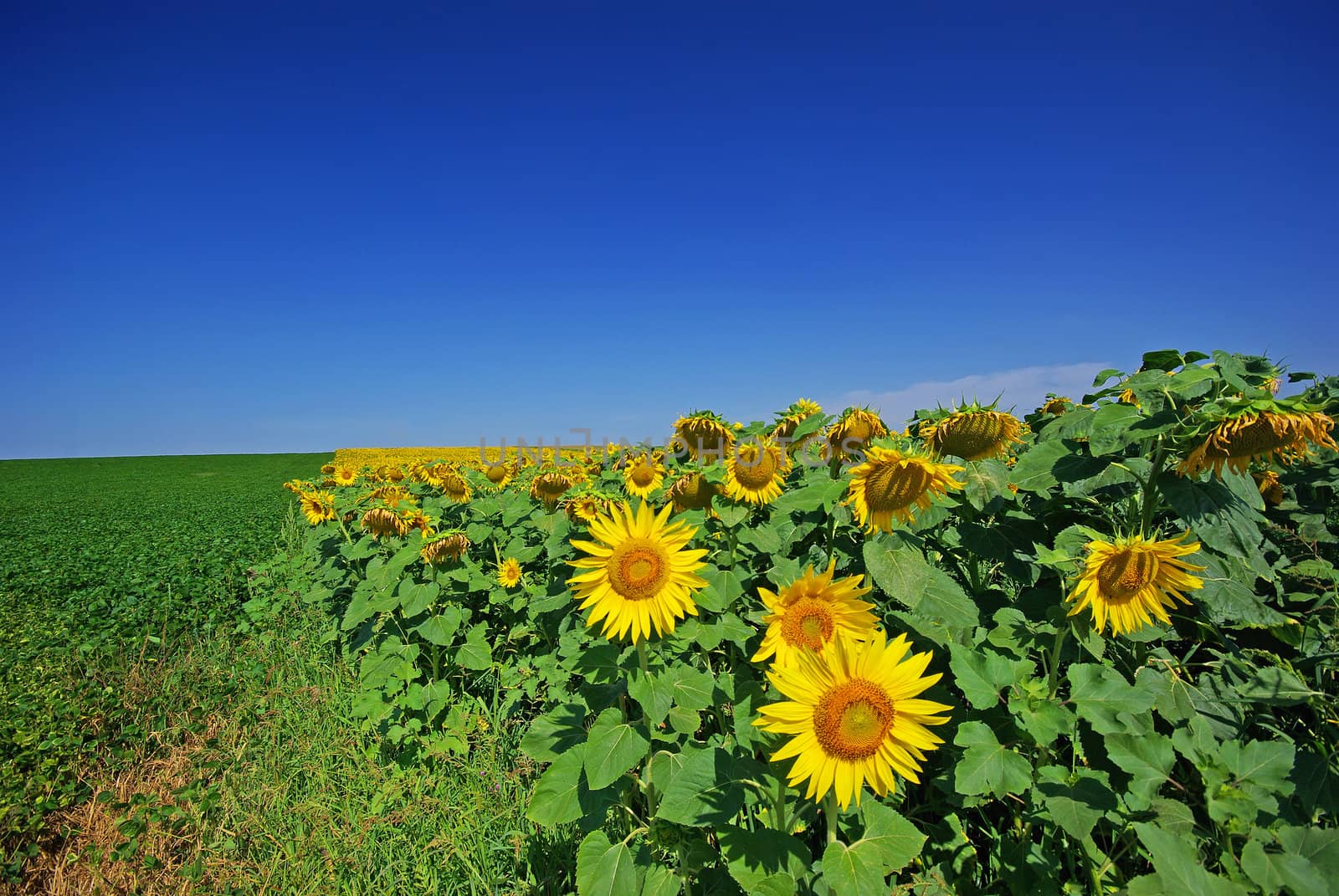 Soya bean field and sunflower field