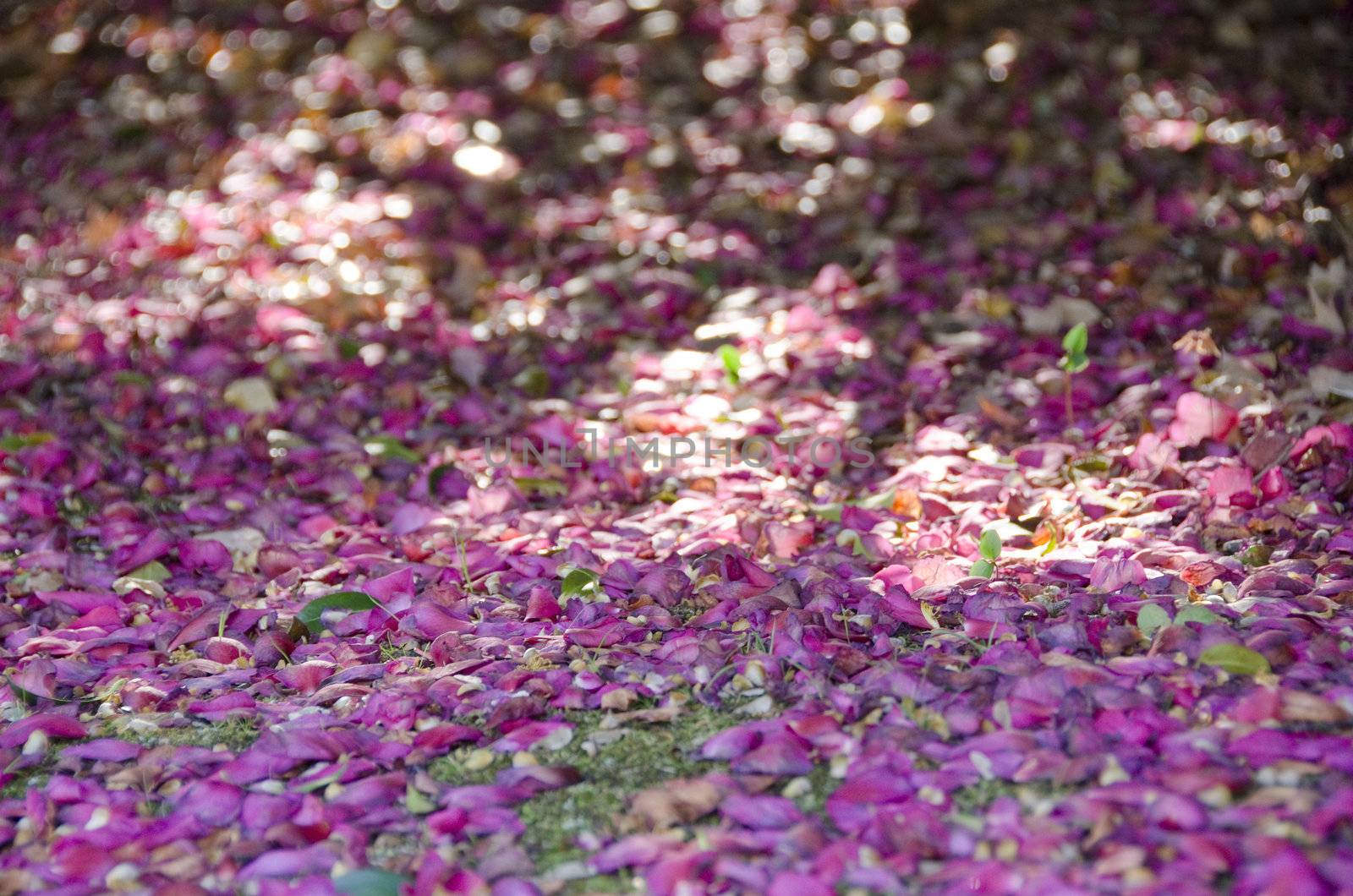 Beautiful pink rose petals on green moss background with sun light