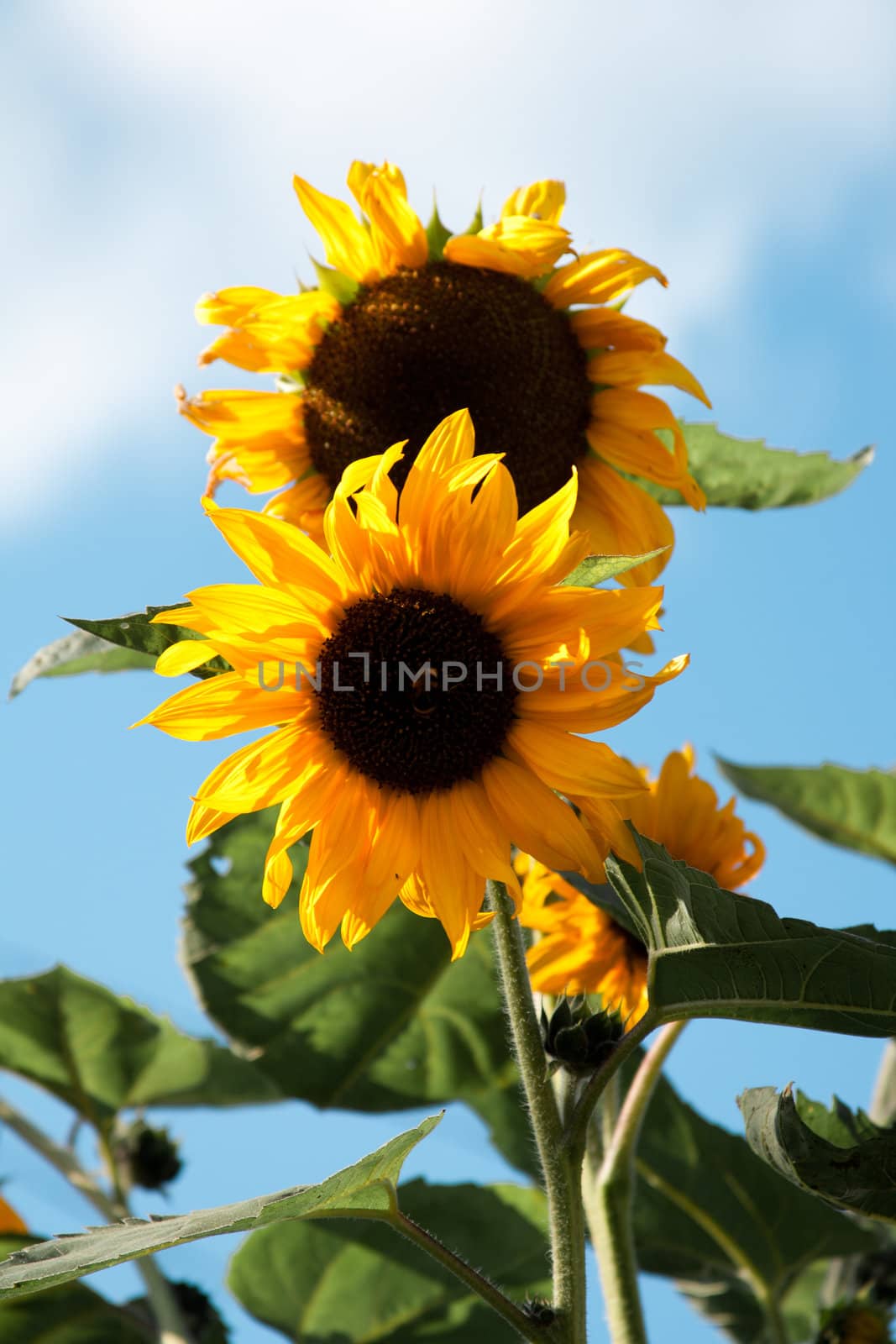 two sunflower against a blue sky