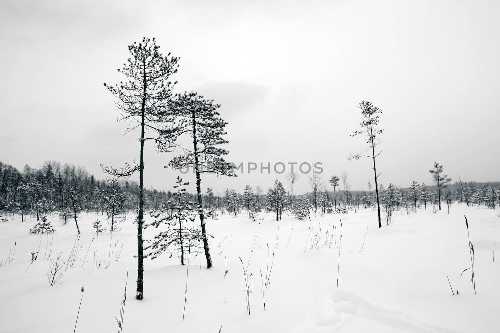 pine wood in winter marsh
