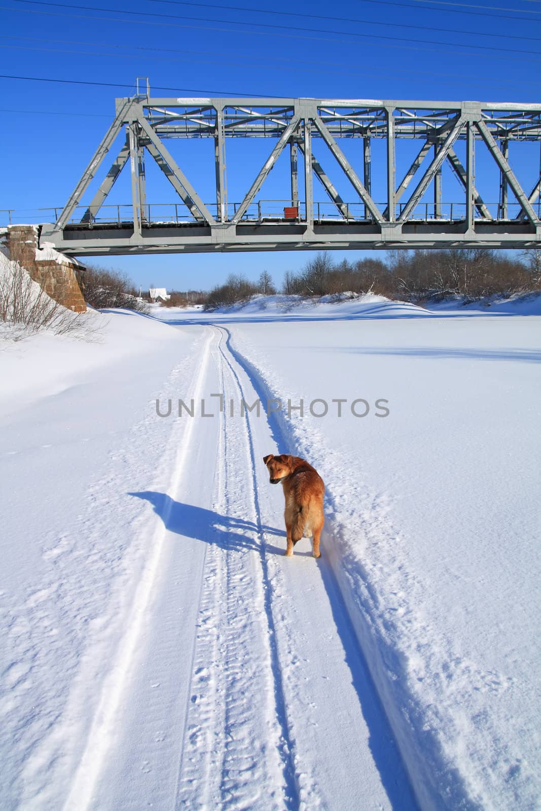 redhead rambling dog near railway bridge by basel101658
