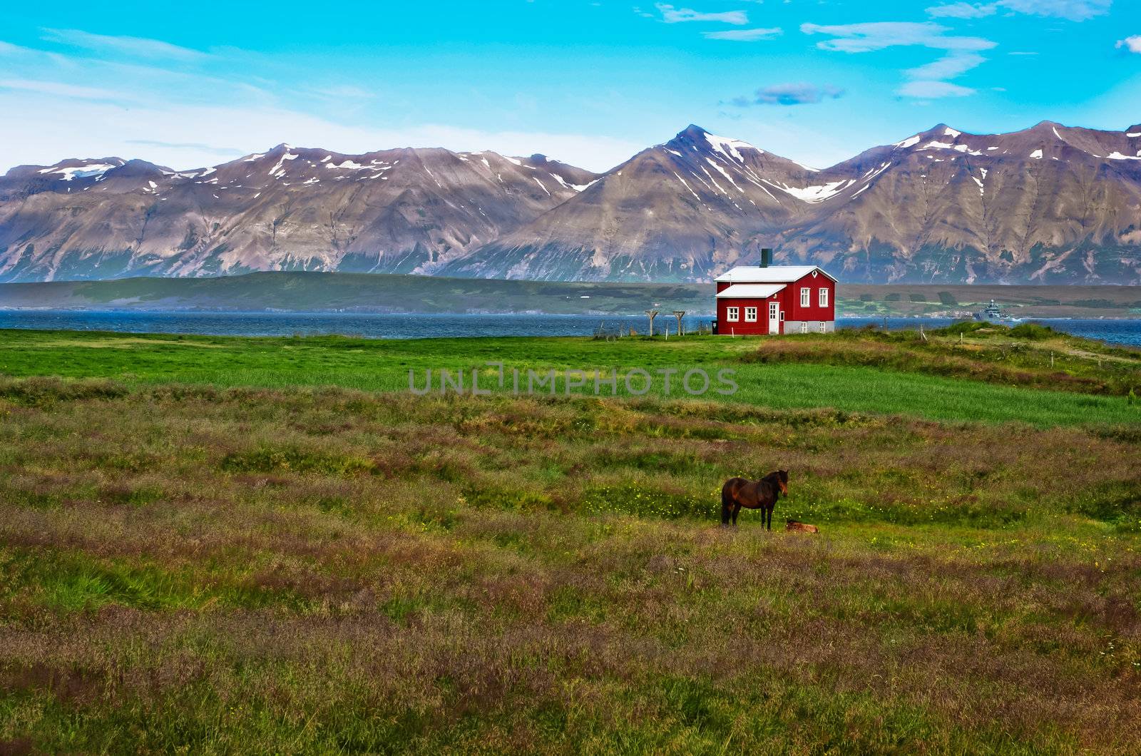 Iceland red house in the meadow with a horse, mountain background, Iceland