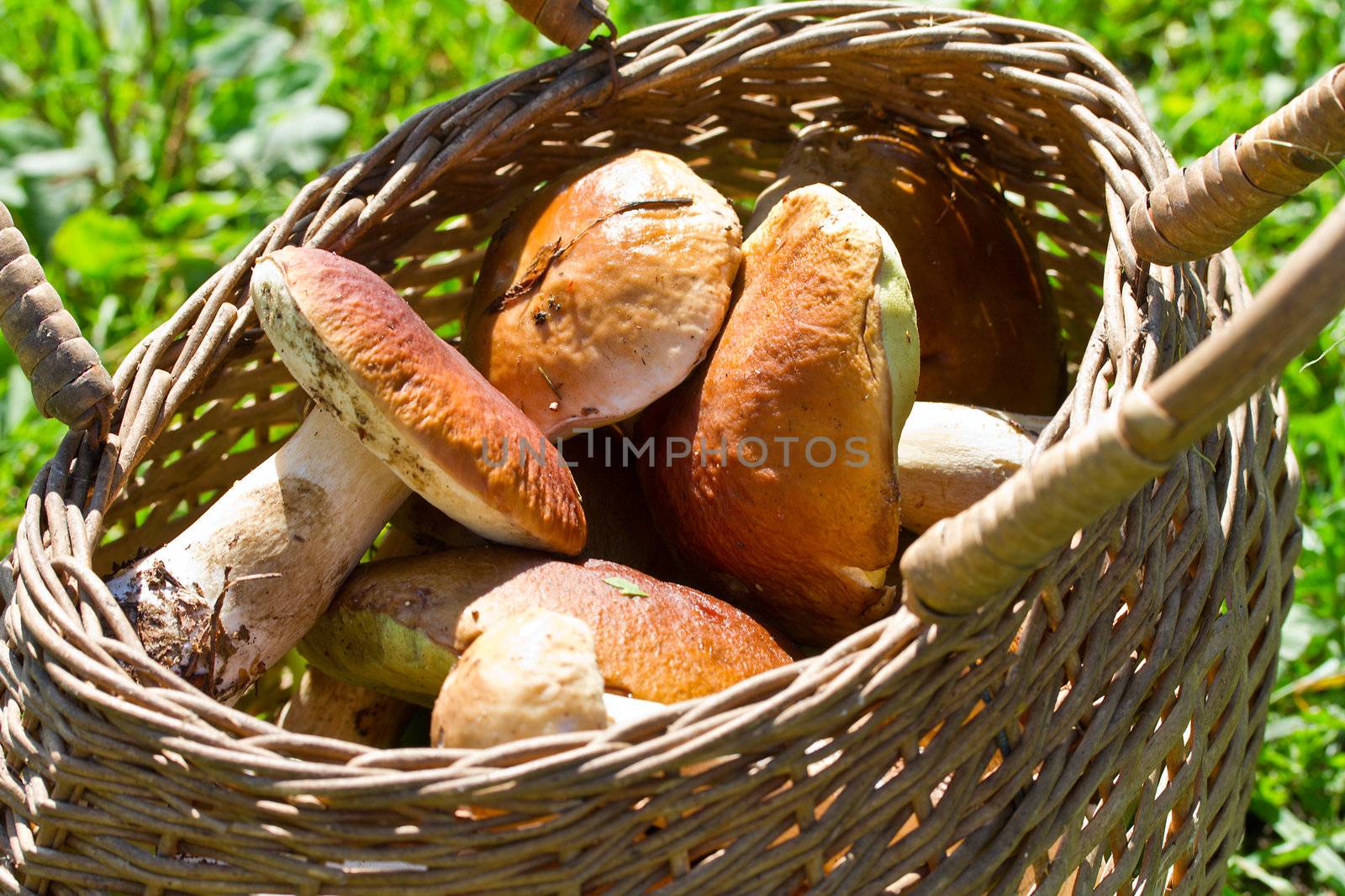 basket full of huge boletus edulis mushrooms