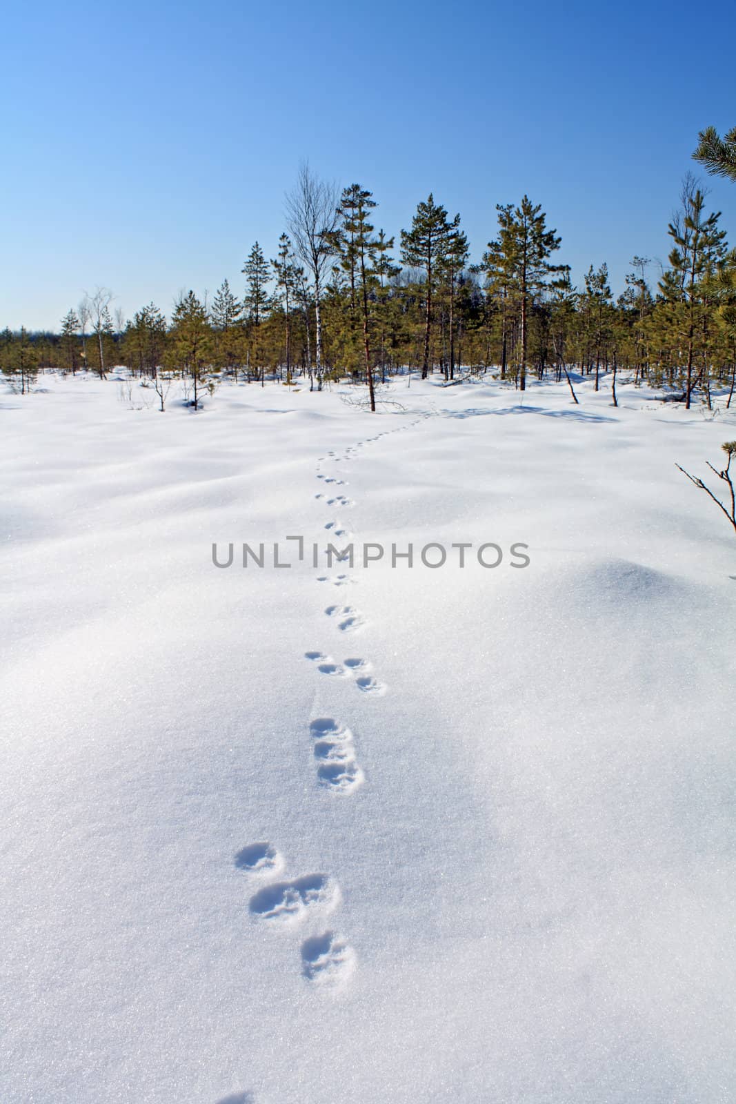 hare trace on white snow