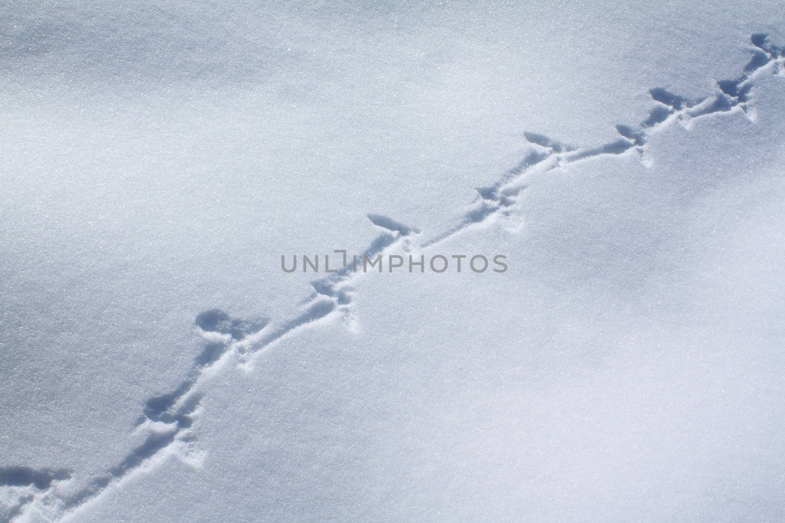 capercaillie trace on white snow by basel101658