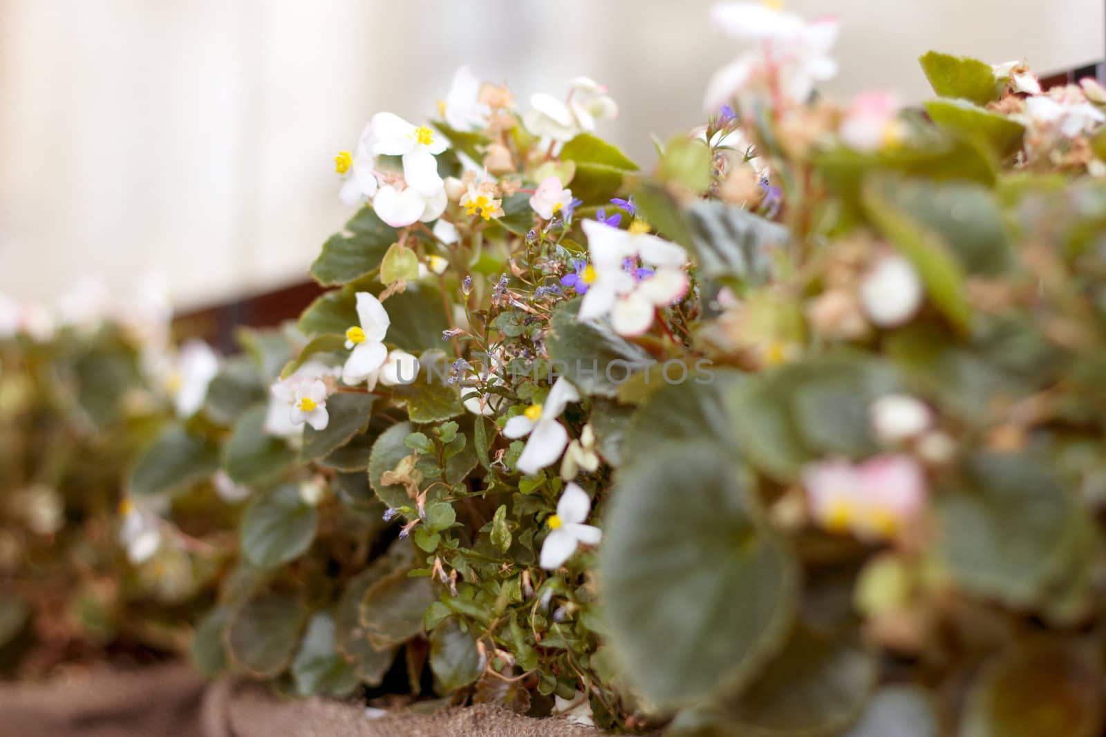 Green house shop with potted flowers by victosha