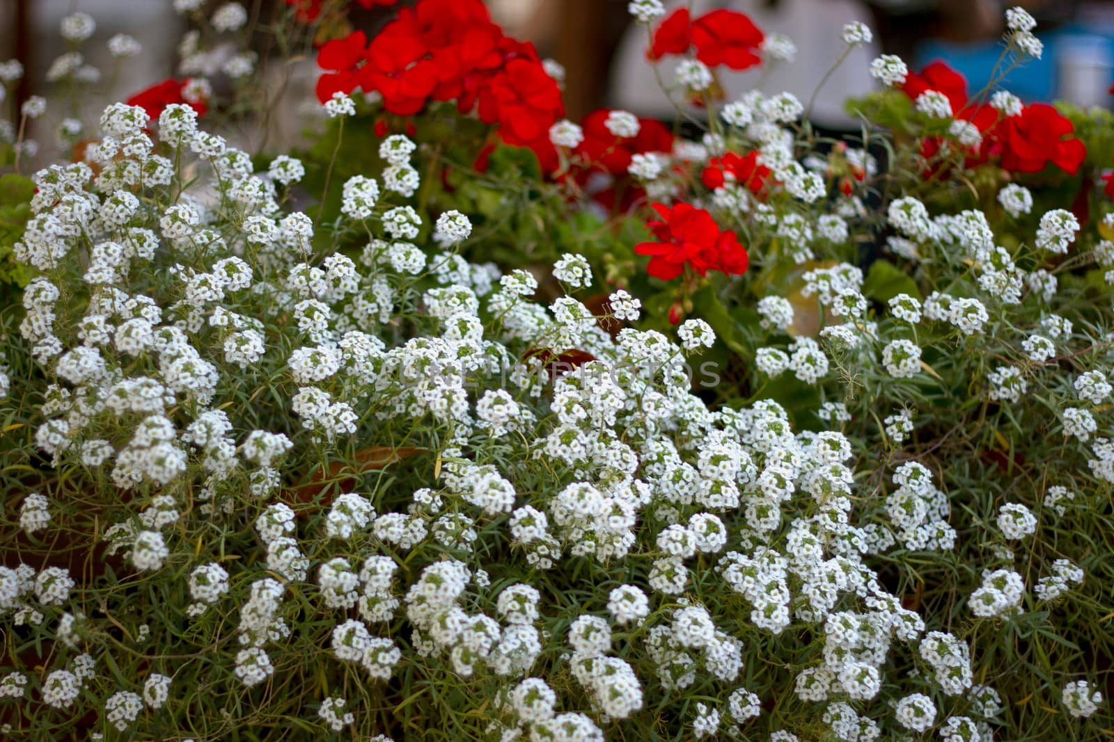 Green house shop with potted flowers by victosha